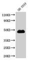 NAD Kinase antibody, LS-B15184, Lifespan Biosciences, Western Blot image 