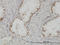 CDC Like Kinase 3 antibody, LS-C133124, Lifespan Biosciences, Immunohistochemistry frozen image 