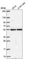 Glutamate Rich WD Repeat Containing 1 antibody, HPA055680, Atlas Antibodies, Western Blot image 