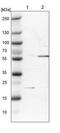 Spastin antibody, NBP1-90230, Novus Biologicals, Western Blot image 