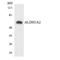 Aldehyde Dehydrogenase 1 Family Member A2 antibody, LS-B14659, Lifespan Biosciences, Western Blot image 