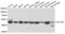 Actin Like 6A antibody, LS-C334030, Lifespan Biosciences, Western Blot image 