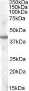 Paired Like Homeodomain 3 antibody, PA5-18864, Invitrogen Antibodies, Western Blot image 