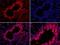 Kruppel Like Factor 2 antibody, GTX03383, GeneTex, Immunohistochemistry paraffin image 