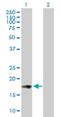 Interferon Stimulated Exonuclease Gene 20 antibody, H00003669-B01P, Novus Biologicals, Western Blot image 