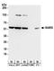 Tryptophanyl-TRNA Synthetase antibody, A304-274A, Bethyl Labs, Western Blot image 
