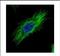 Tubulin Alpha 1b antibody, NBP2-20759, Novus Biologicals, Immunofluorescence image 