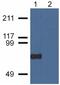 Copine 7 antibody, M12314, Boster Biological Technology, Western Blot image 
