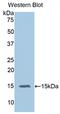 Interleukin 15 antibody, LS-C294841, Lifespan Biosciences, Western Blot image 