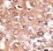 Growth Differentiation Factor 2 antibody, LS-C97992, Lifespan Biosciences, Immunohistochemistry frozen image 