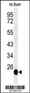 Barttin antibody, 64-151, ProSci, Western Blot image 