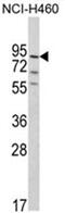 Pleckstrin Homology And RhoGEF Domain Containing G6 antibody, AP17576PU-N, Origene, Western Blot image 