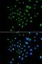 B-cell differentiation antigen LP-3 antibody, orb247420, Biorbyt, Immunocytochemistry image 