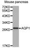 Aquaporin 1 (Colton Blood Group) antibody, LS-C334354, Lifespan Biosciences, Western Blot image 