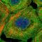 BSD Domain Containing 1 antibody, PA5-56712, Invitrogen Antibodies, Immunofluorescence image 
