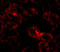 Ankyrin Repeat Domain 54 antibody, A13999, Boster Biological Technology, Immunofluorescence image 