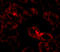 LIAR antibody, A13999, Boster Biological Technology, Immunofluorescence image 