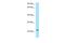 Solute Carrier Family 50 Member 1 antibody, PA5-70596, Invitrogen Antibodies, Western Blot image 