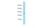 Glutamyl-TRNA Amidotransferase Subunit C antibody, PA5-70620, Invitrogen Antibodies, Western Blot image 