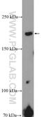 SNF2 Histone Linker PHD RING Helicase antibody, 21955-1-AP, Proteintech Group, Western Blot image 