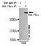 Protein Kinase, DNA-Activated, Catalytic Subunit antibody, GTX49138, GeneTex, Immunoprecipitation image 