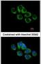 Thyrotropin Releasing Hormone Receptor antibody, PA5-27078, Invitrogen Antibodies, Immunofluorescence image 