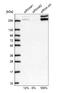 Capicua Transcriptional Repressor antibody, NBP2-33420, Novus Biologicals, Western Blot image 