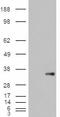 Cellular Communication Network Factor 4 antibody, orb19683, Biorbyt, Immunohistochemistry paraffin image 