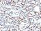Actin Alpha 2, Smooth Muscle antibody, NBP2-48157, Novus Biologicals, Immunohistochemistry paraffin image 