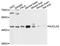 Succinate-CoA Ligase ADP-Forming Beta Subunit antibody, PA5-76277, Invitrogen Antibodies, Western Blot image 