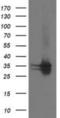 Cyclin Dependent Kinase 2 antibody, NBP2-00776, Novus Biologicals, Western Blot image 