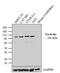 Nucleolin antibody, 39-6400, Invitrogen Antibodies, Western Blot image 