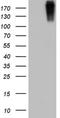 Von Willebrand Factor antibody, NBP2-46358, Novus Biologicals, Western Blot image 