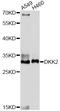 Dickkopf WNT Signaling Pathway Inhibitor 2 antibody, LS-C749855, Lifespan Biosciences, Western Blot image 