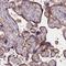 NLR Family Apoptosis Inhibitory Protein antibody, HPA042438, Atlas Antibodies, Immunohistochemistry paraffin image 