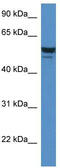 Caveolae Associated Protein 2 antibody, TA339682, Origene, Western Blot image 