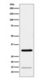 Geminin DNA Replication Inhibitor antibody, M06060, Boster Biological Technology, Western Blot image 