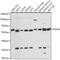 Protein Disulfide Isomerase Family A Member 3 antibody, 13-834, ProSci, Western Blot image 