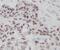 N6-adenosine-methyltransferase 70 kDa subunit antibody, FNab05139, FineTest, Immunohistochemistry frozen image 