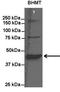 Methionine-R-sulfoxide reductase B2, mitochondrial antibody, orb185328, Biorbyt, Western Blot image 