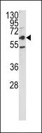 Carcinoembryonic Antigen Related Cell Adhesion Molecule 1 antibody, LS-C100545, Lifespan Biosciences, Western Blot image 