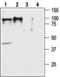 Orexin receptor type 2 antibody, PA5-77567, Invitrogen Antibodies, Western Blot image 