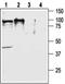 Hypocretin Receptor 2 antibody, PA5-77567, Invitrogen Antibodies, Western Blot image 