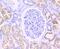 Citrate Synthase antibody, NBP2-75450, Novus Biologicals, Immunohistochemistry paraffin image 