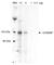 MLX Interacting Protein Like antibody, NB400-135B, Novus Biologicals, Western Blot image 