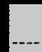 Small Ubiquitin Like Modifier 4 antibody, 202611-T34, Sino Biological, Western Blot image 