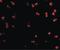 CD49D antibody, LS-B3837, Lifespan Biosciences, Immunofluorescence image 