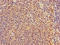 Transmembrane Protein 11 antibody, LS-C679822, Lifespan Biosciences, Immunohistochemistry paraffin image 