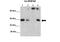 Heterogeneous Nuclear Ribonucleoprotein A0 antibody, PA5-41826, Invitrogen Antibodies, Immunoprecipitation image 