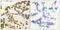 CAMP Responsive Element Binding Protein 1 antibody, LS-C117517, Lifespan Biosciences, Immunohistochemistry frozen image 